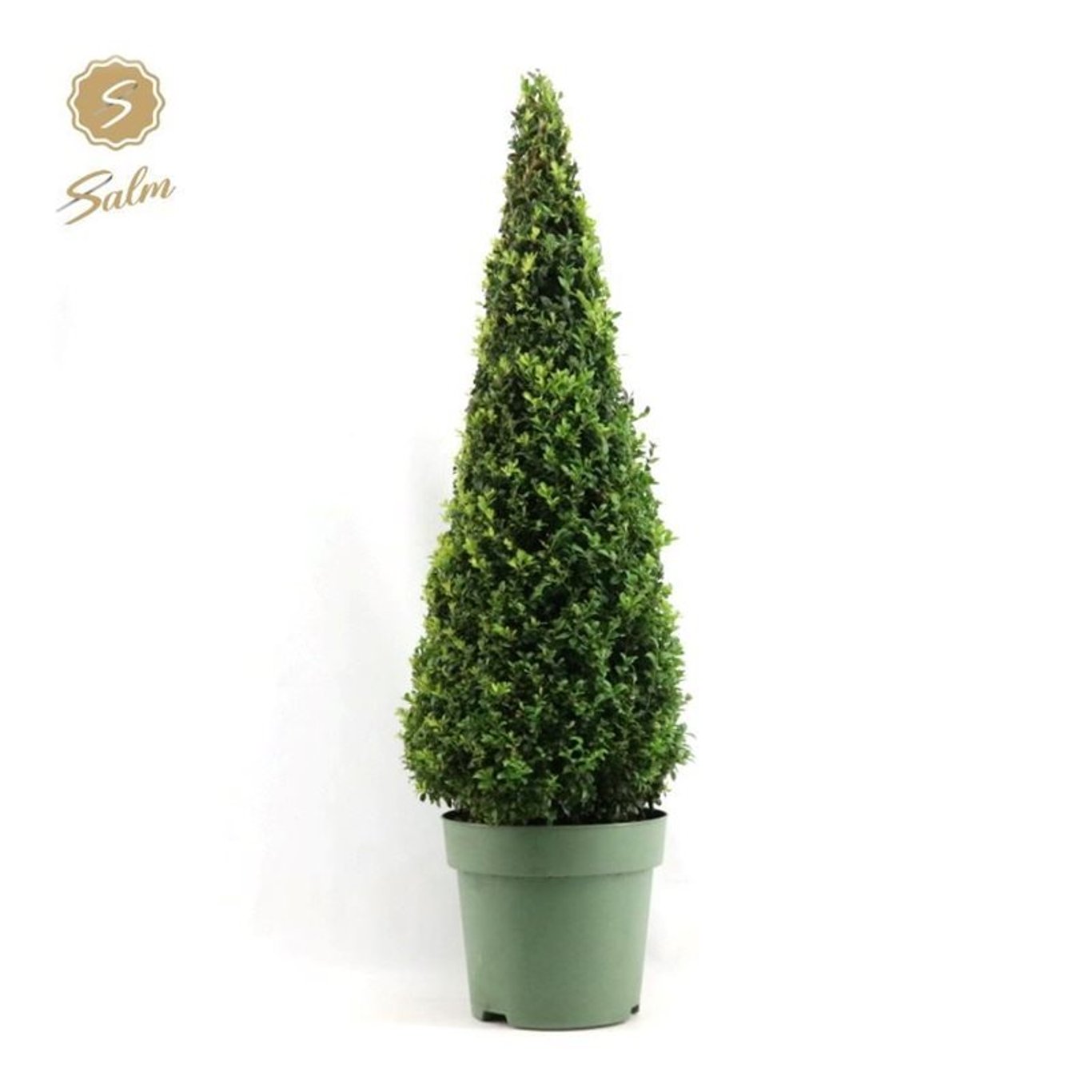 Buxbom – Buxus sempervirens - 90-100 CM Piramide Cont.
